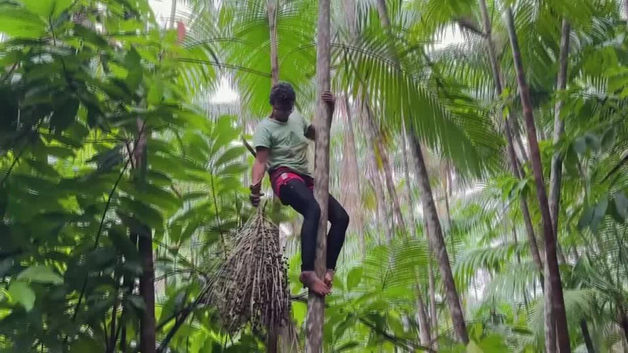 In the Amazon, women lead efforts to grow acai berry production