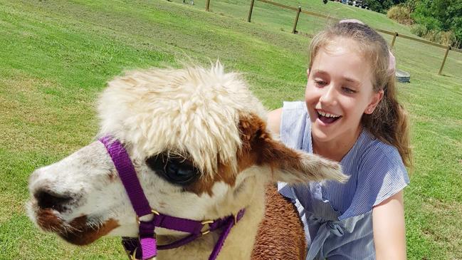 Alpaca parties at Mountview Alpaca Farm