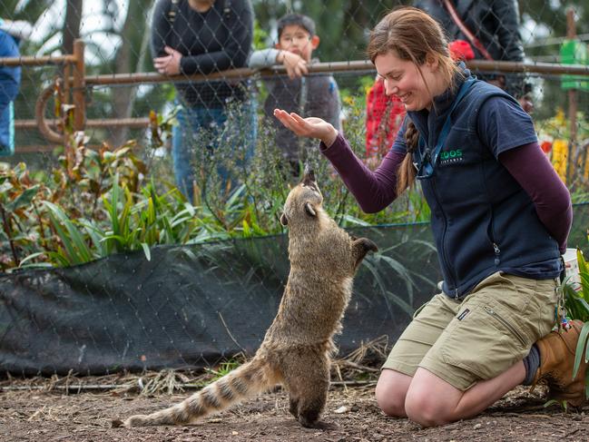 Georgie Greig |with her favourite animals, the coatis. Picture: Jason Edwards