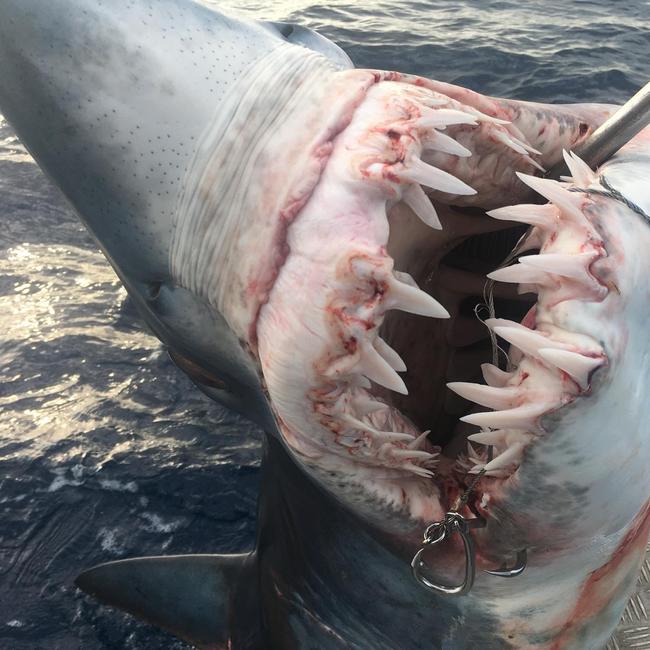 Tweed’s John Ede who owns Real Fishn charters caught this mako shark off Duranbah Beach in 2018. Picture: CONTRIBUTED.