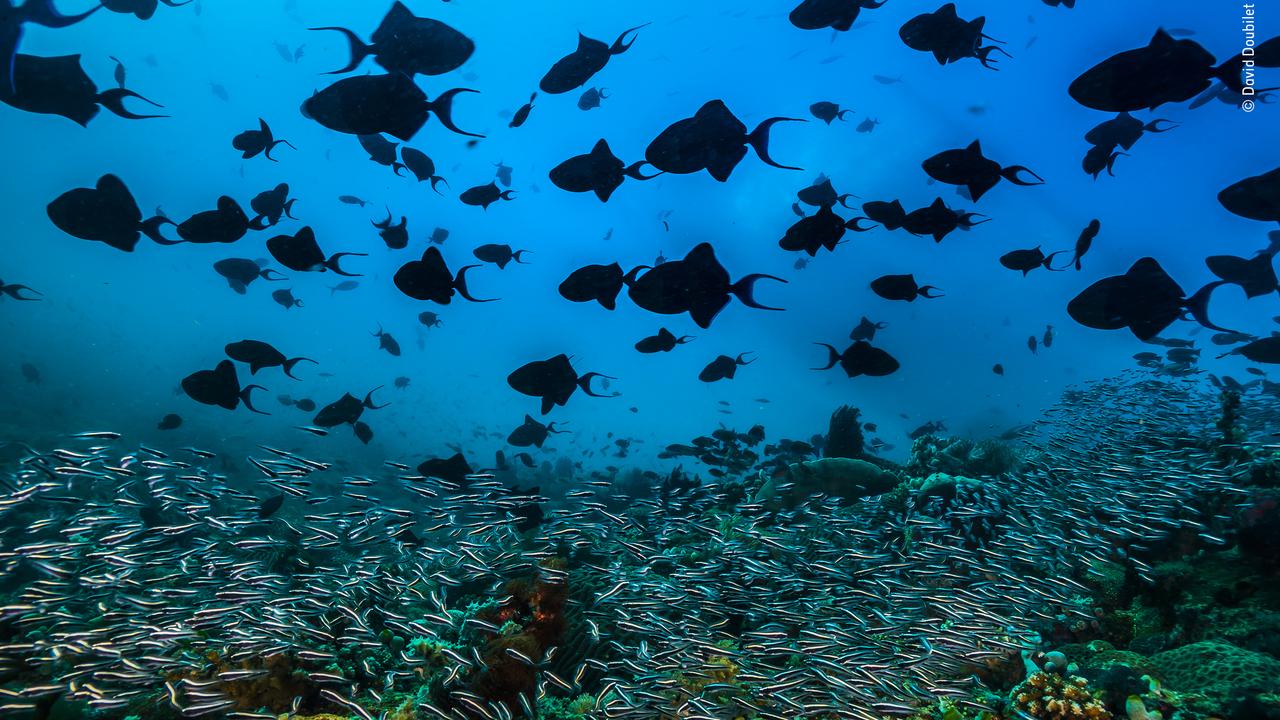 A school of red-tooth triggerfish form a cloud of silhouettes above a river of blennies flowing over the coral in the Philippines. Picture: AAP/Wildlife Photographer of the Year/Natural History Museum, David Doubilet