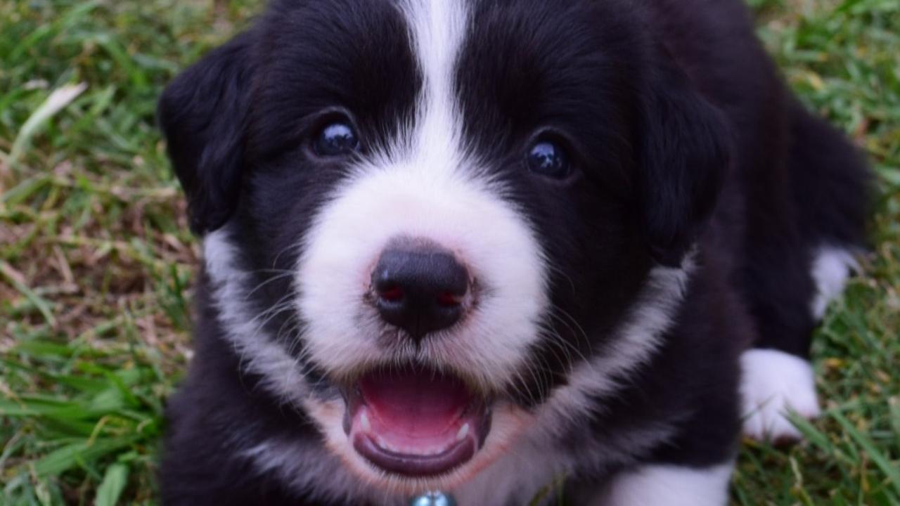 11/01/2020 - Robbie- Male Border collie puppy plays ball Picture: Katie