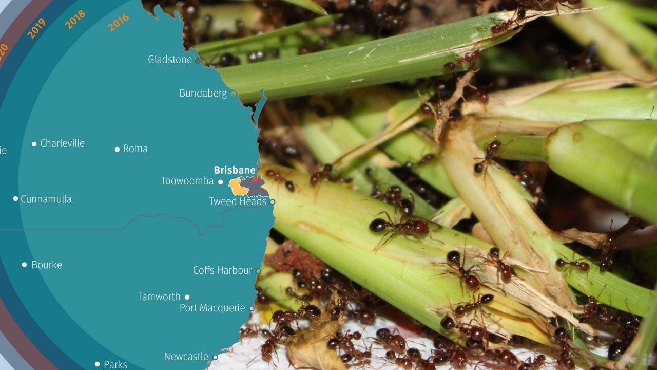 Fire Ants Disaster Scenario Forecast If Pests Make It Across Qld Border   B1d523d4edd0cb8665524427331078be