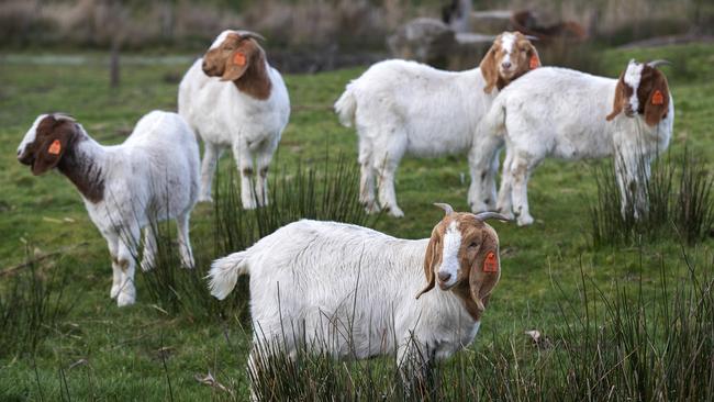 Goat export volumes hit a record for the year to date as demand grows.