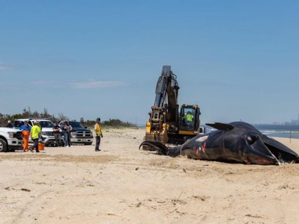 A cruise ship sailed into a New York City port with a 44-foot dead whale across its bow, marine authorities said. (Atlantic Marine Conservation Society)