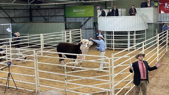 Mawarra Kentucky Bourbon S281 (H) sold for $42,000 at the Herefords Australia National Show and Sale at Wodonga. Picture: Fiona Myers