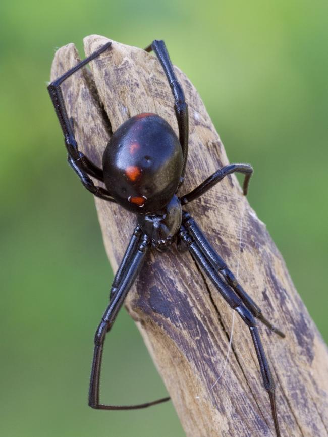 The female black widow spider is known to eat the male after mating.