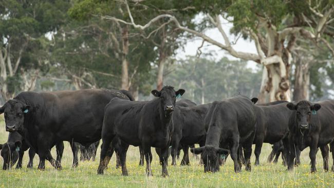 The changeover to Cattle Australia is expected at the start of July. Picture: Zoe Phillips