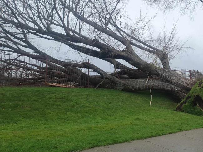 A large tree uprooted on Best Street, Devonport near Devonport High School. Picture taken on September 8 2024. Picture: Supplied