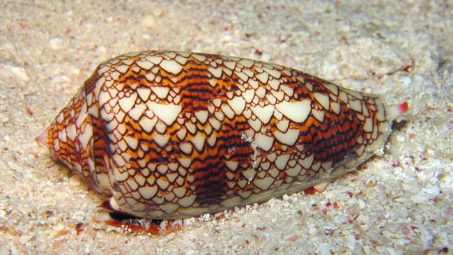 Cone snails are incredibly dangerous.