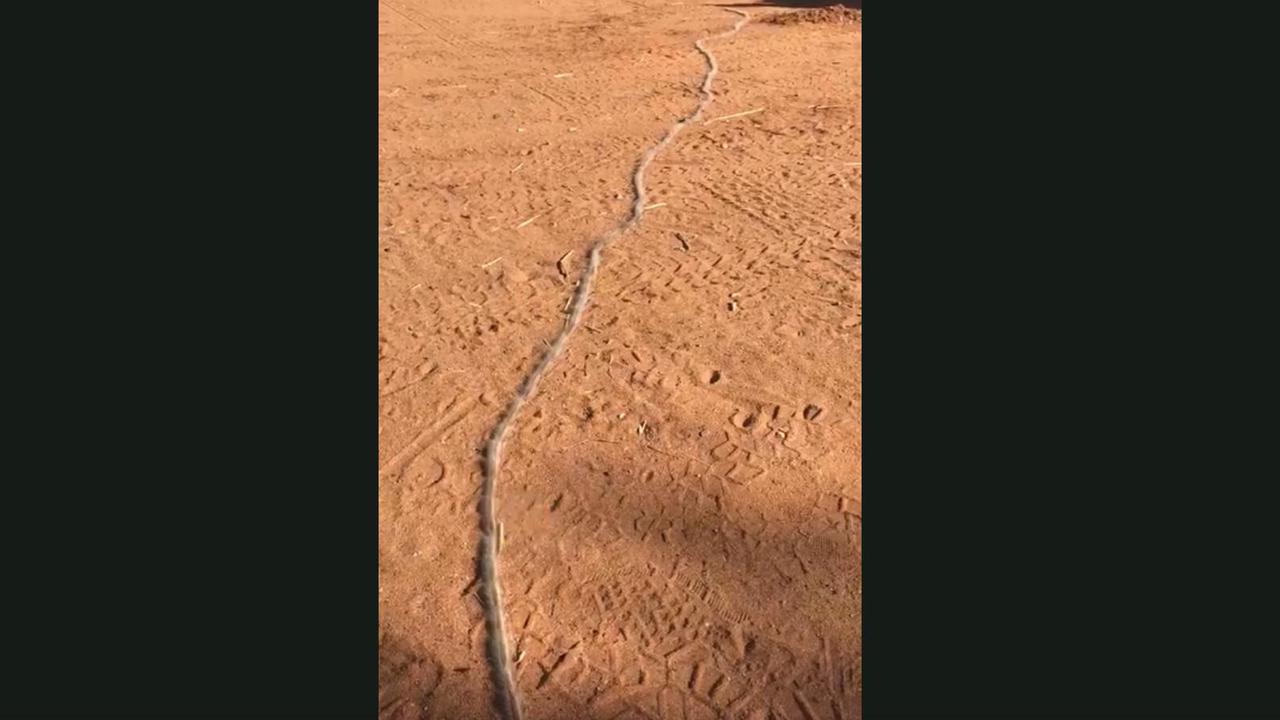 The procession of caterpillars videoed at Alice Springs, NT. Picture: The Kangaroo Sanctuary Alice Springs via Storyful