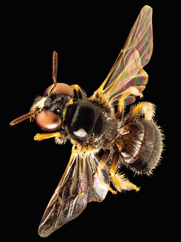 Exoneura sp. from South Australia, is still in the process of being named. Picture: James Dorey / CSIRO