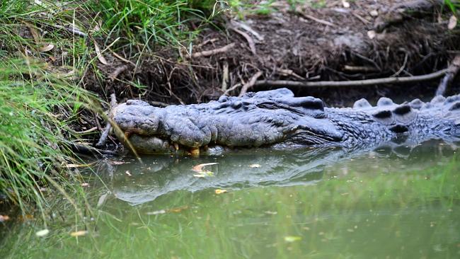 One eyed croc set to bask in fame | Townsville Bulletin