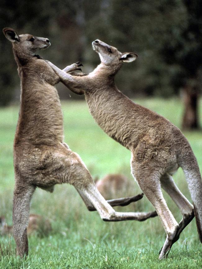 Two grey kangaroos fighting. Picture: Barrie Britton