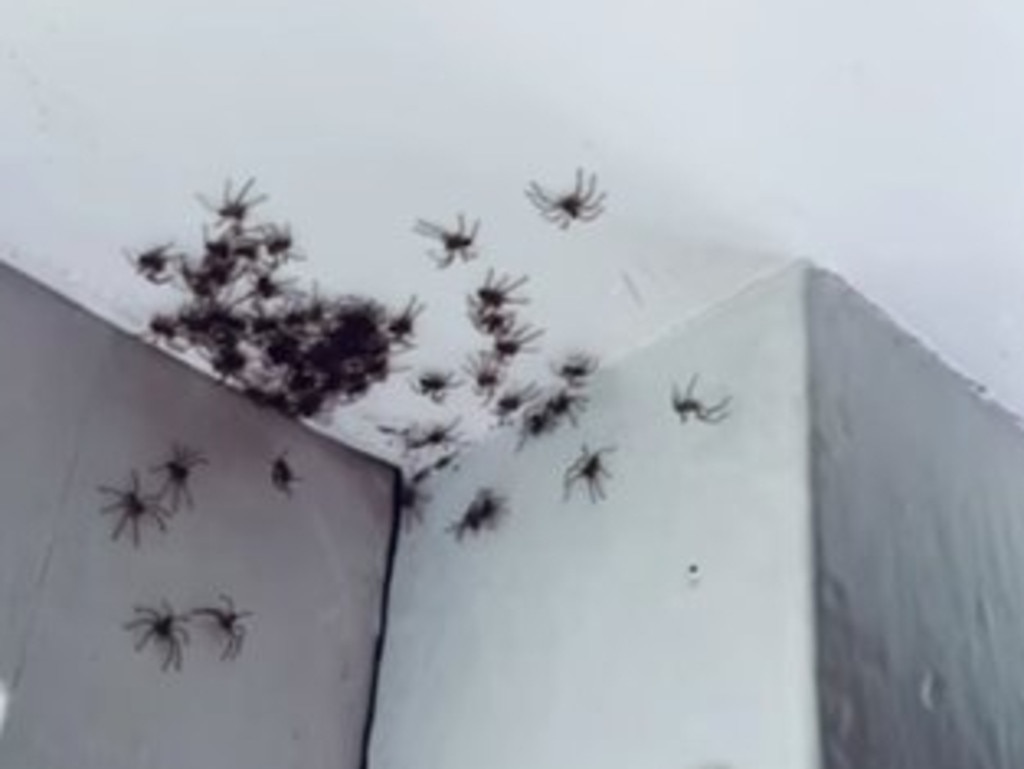 A still from a home video made by Collaroy Plateau mum Claudia Domrose of a hatching of Huntsman spiderlings in her 11-year-old daughter's bedroom. Picture: Facebook (ClaudeDeLune)