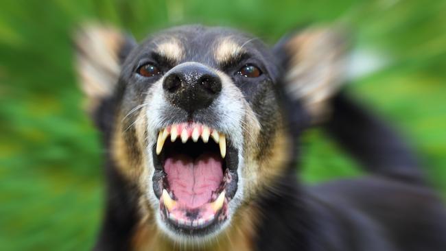 Nearly 3800 noise complaints, mostly from barking dogs were made to council in the past 12 months.