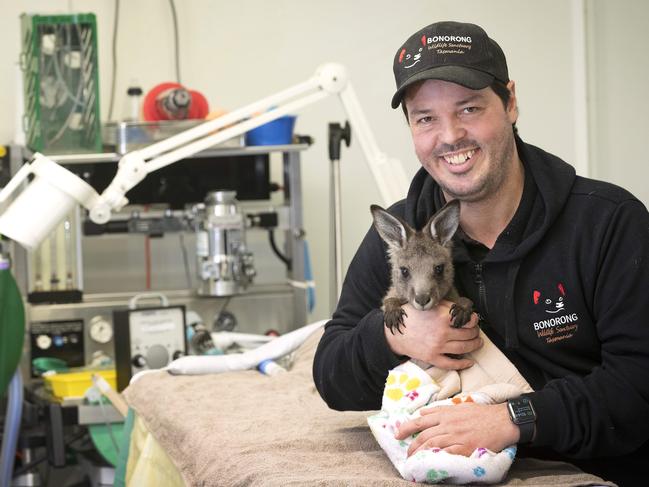 Bonorong Wildlife Sanctuary director Greg Irons, who has devoted his life to protecting native wildlife, with Forester kangaroo Rosie Roo (7 months) in the Wildlife Hospital at Brighton. Picture: Chris Kidd