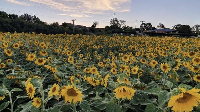 The captivating sunflower field at Camden Valley Farm.