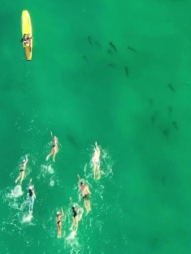 They were relaxed in the presence of swimmers and surfers. Picture: Instagram/Isabella Dobozy