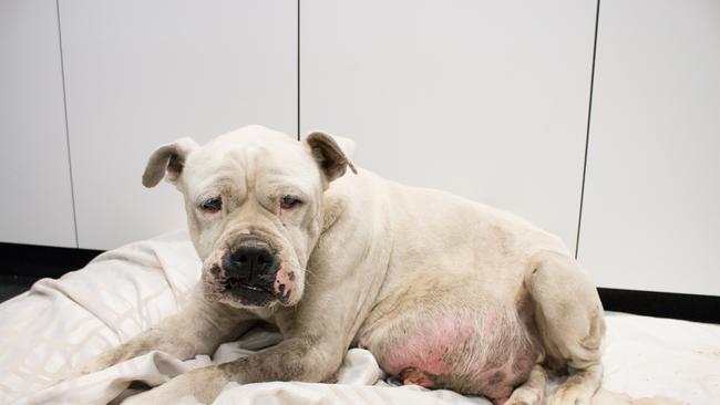 Chyna the dumped Gold Coast dog. The RSPCA was forced to put her down and is now looking for her owner. Photo: RSPCA