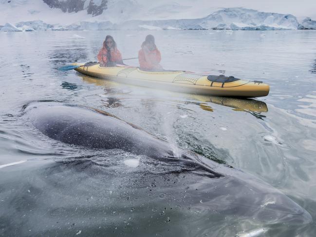 Scenic Eclipse Kayak and whale 2018.