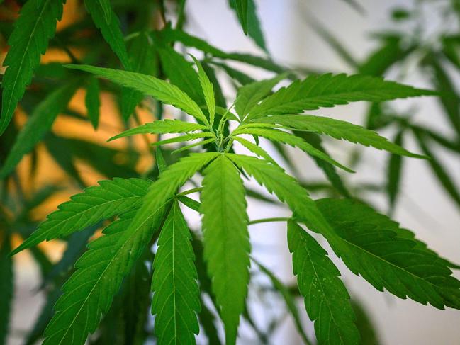 A cannabis plant is seen during the opening of a cannabis (marijuana) clinic at the Department of Development of Thai Traditional and Alternative Medicine in Bangkok on January 6, 2020. - Thailand was the first country in Southeast Asia to legalize medical marijuana in 2018, eager to capitalise on the potential global multi-billion goldmine in cannabis oil extraction and products. (Photo by Mladen ANTONOV / AFP)