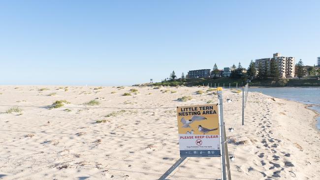 Fenced off Little Terns nesting area at North Entrance. Picture: Luke Ullrich