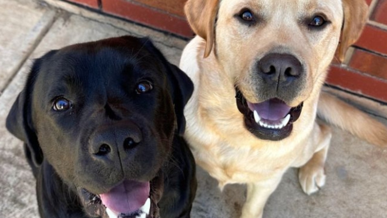 Top South Australian Instagram dogs to follow | The Advertiser