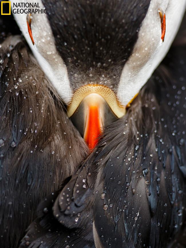 Puffin studio ... This image was taken last summer on Skomer Island, Wales. It is well known for its wildlife, the puffin colony is one of the largest in U.K.The photo shows a detail or study of an Atlantic puffin resting peacefully under the rain. As Skomer is inhabited, puffins do not feel afraid of humans, and so people can be close to puffins and the photographer can think about the right composition and take this kind of intimate portraits. Also that morning the conditions came together: rain and light. Picture: Mario Suarez Porras/2016 National Geographic Nature Photographer of the Year