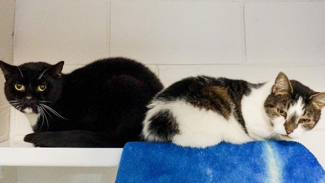 (L-R) Coco & Miley. Photo: AWLQ