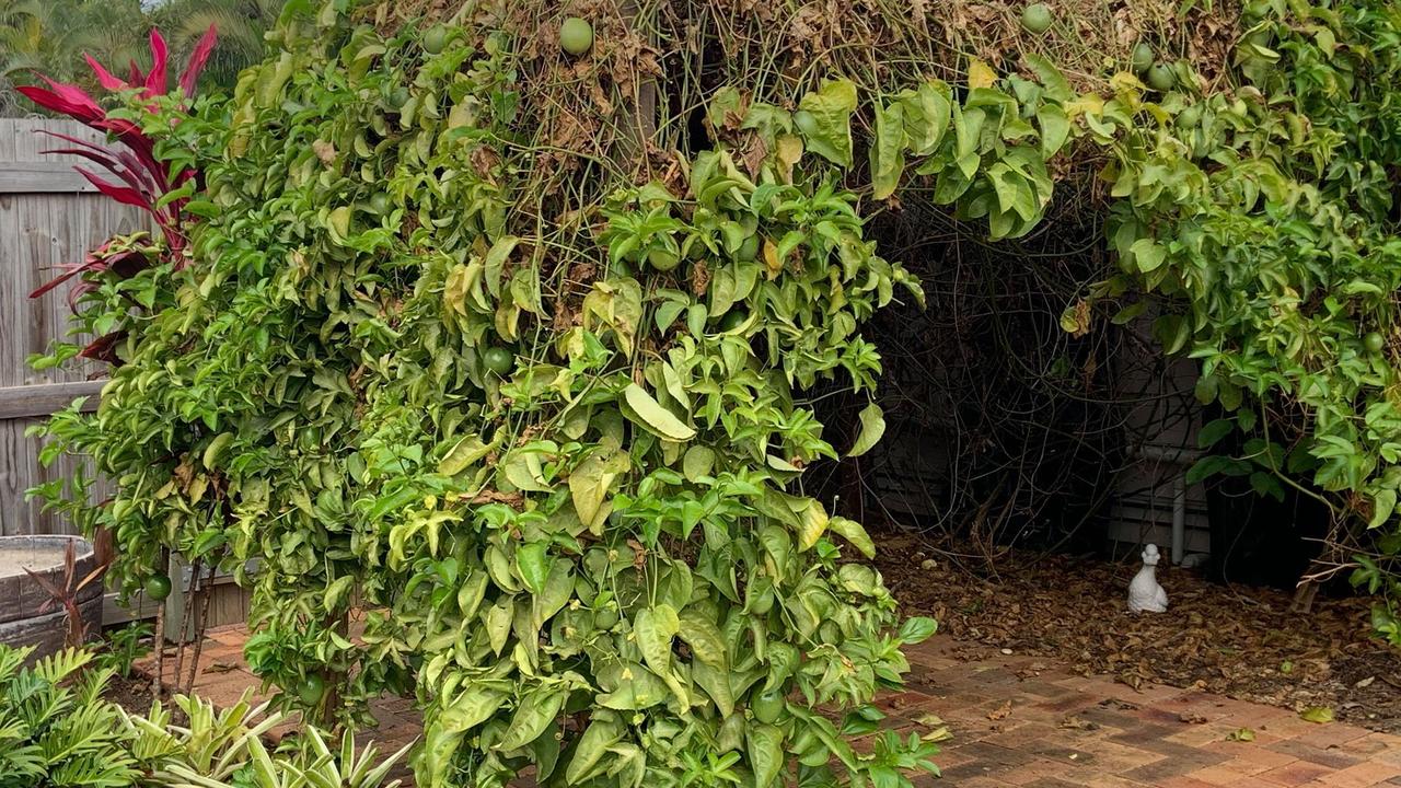 Cath also grows her own fruit – these vines have more than 200 panama gold passionfruits on it – another way she saves on fruit. Picture: Cath Hoge