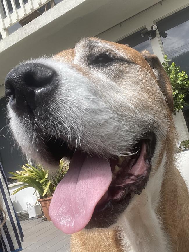 Chester, sent in by Shelly Rodda, West Beach.