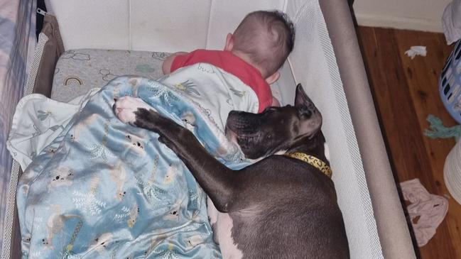 Laylah the staffy cross American bulldog made the top seven in Dalby's cutest pup for 2023. Picture: Contributed.