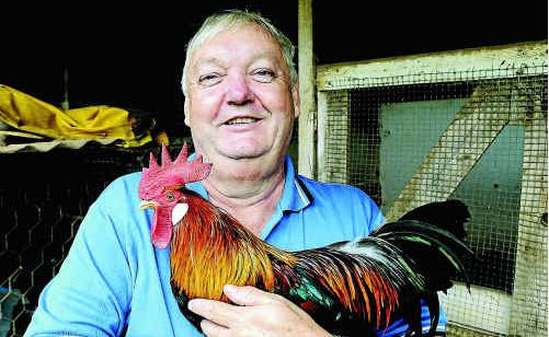 Breeder wins 20 awards with 15 chooks | Daily Telegraph