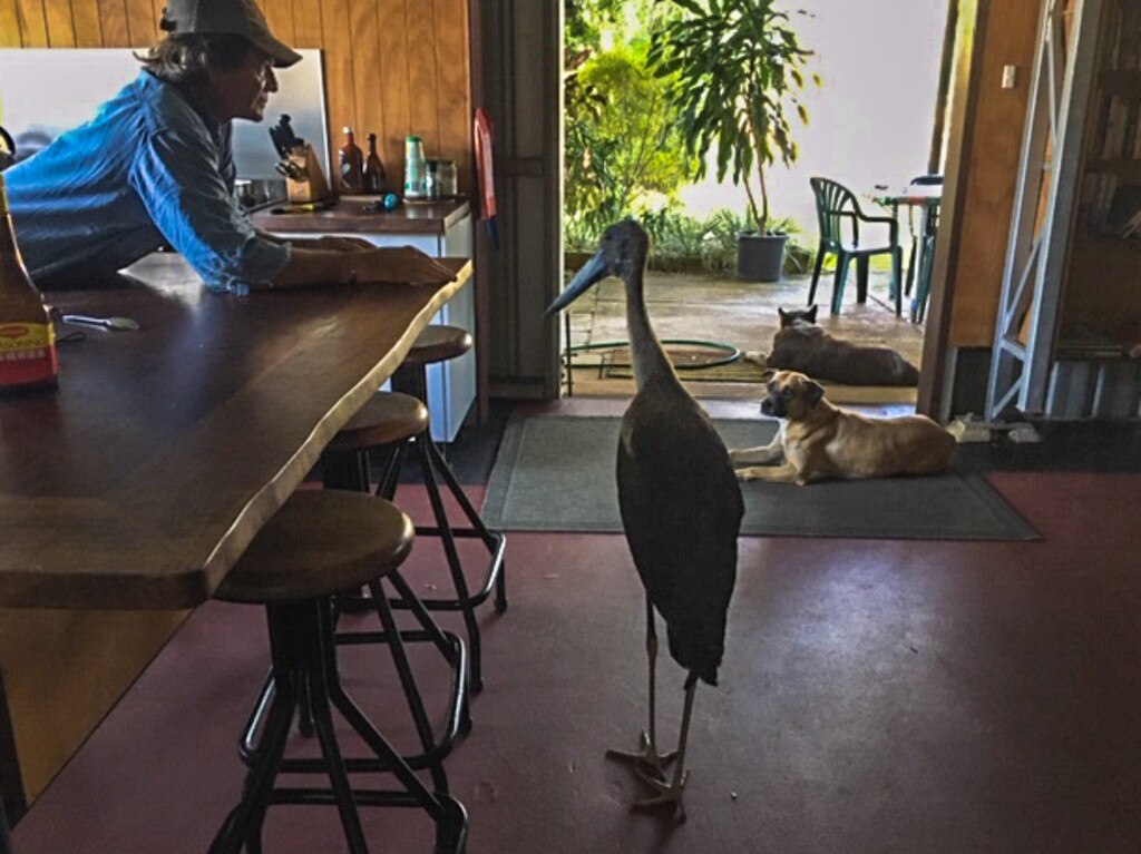 Fred ‘the curious jabiru’ drops in for breakfast with wildlife rescuers Graham Woods and Sally Gray.