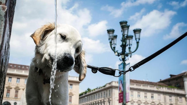 A dog quenches its thirst at a fountain during the heatwave in Turin, Italy. Picture: EPA/The Times