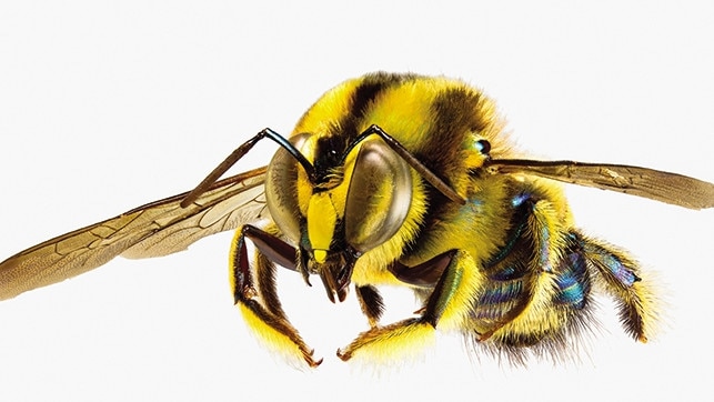 Xylocopa (Lestis) aerates, from Kangaroo Island. Picture: James Dorey / CSIRO