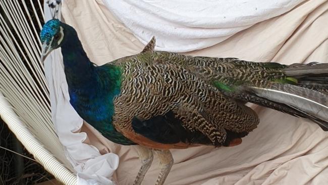 One of the three peacocks was captured after the chaos, but the remainder are still on the run. Picture: RSPCA