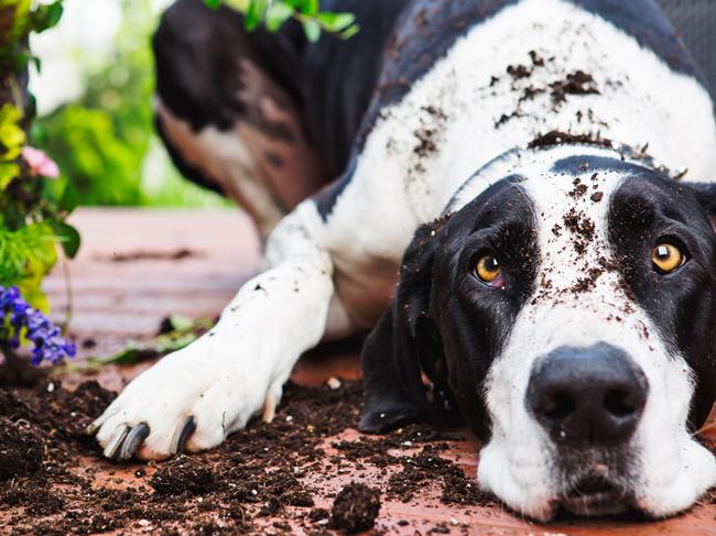 SMARTHacks for Pets SMART guide with PETSTOCK . Pet anxiety. Guilty Great Dane. Picture: Getty