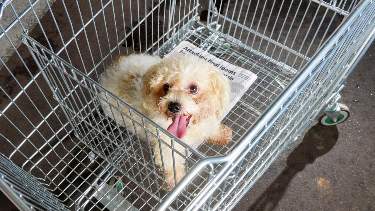 Should dogs be allowed in trolley in Qld supermarkets? What you say ...