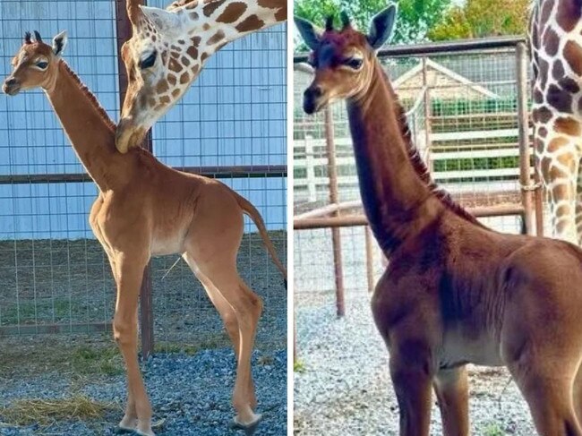 The spotless giraffe shocked the zookeepers.