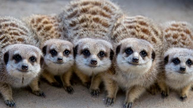 Remote controlled cars were used to keep the meerkats entertained. Picture: Adrian Mann