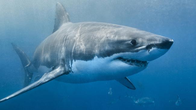 A charter operator has plans to keep sharks away from their clients.