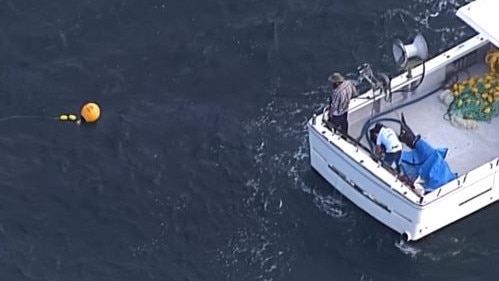 A shark captured off the Queensland coastline, following a fatal attack on the Gold Coast. Picture: ABC