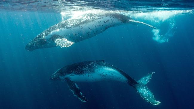 Whales spotted near Huskisson.