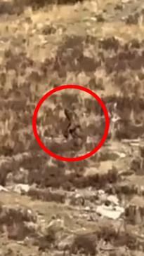 'Bigfoot' allegedly spotted in new video