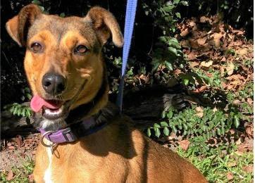 YOURS? Roxy is Pet of the Week at Coffs Harbour RSPCA shelter. Picture: Contributed