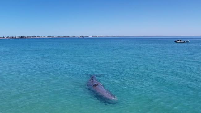 The whale was previously spotted at Port Beach, near Fremantle, on Saturday. Picture: DBCA