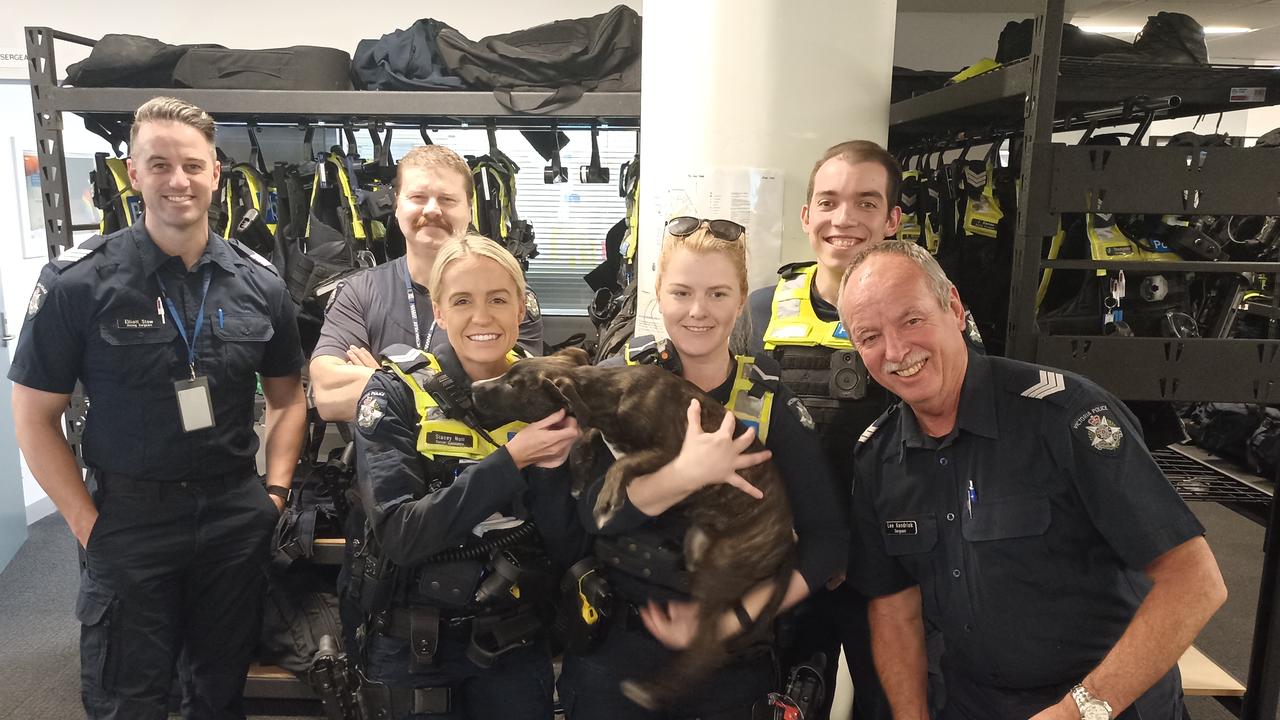 Police pose with the four-month-old Staffy officers rescued from a scary attack in Geelong West. Photo: Supplied