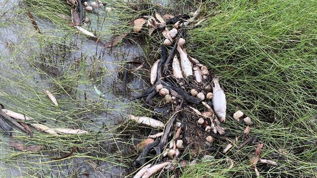 Hundreds of fish were found in Newcastle Creek fish kill event. Picture: Supplied